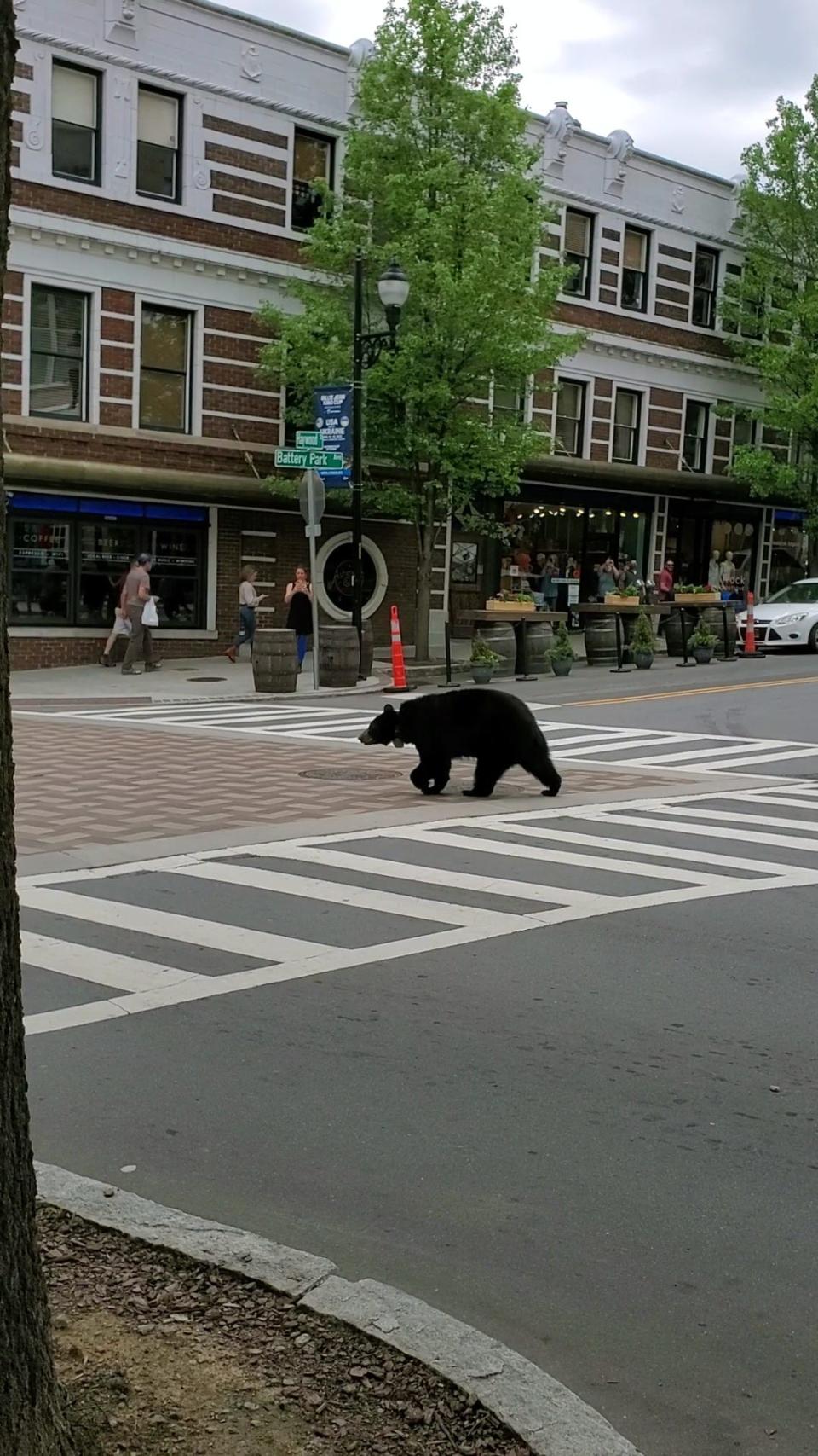 Erin Kellem, manager at Woolworth Walk, saw a female black bear walking through downtown on the afternoon of April 21, 2022.