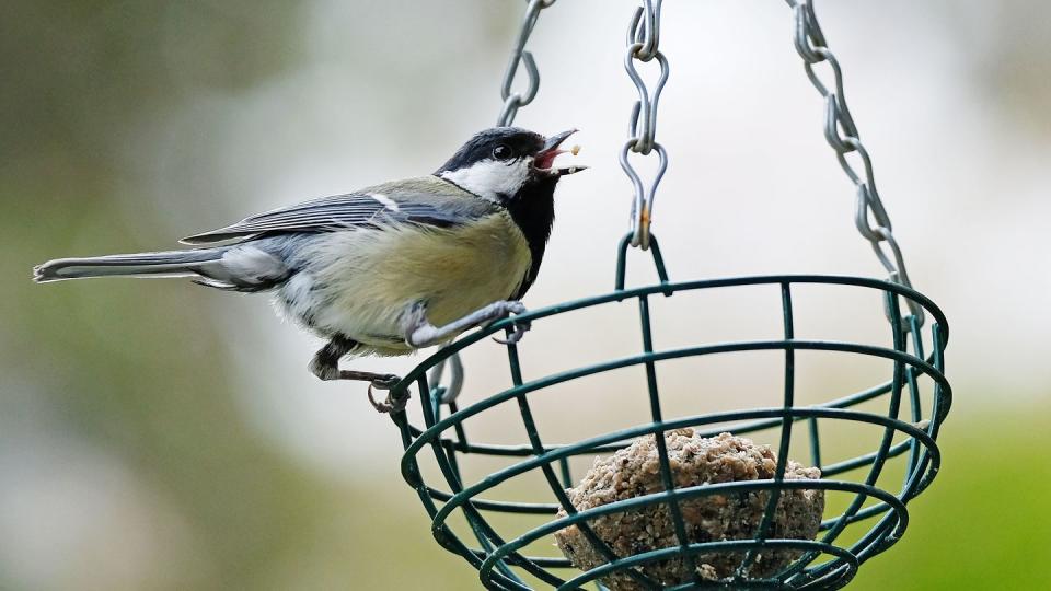 Der Nabu ruft dazu auf, von morgen bis Sonntag, eine Stunde lang die Vögel im Garten oder Park zu zählen.