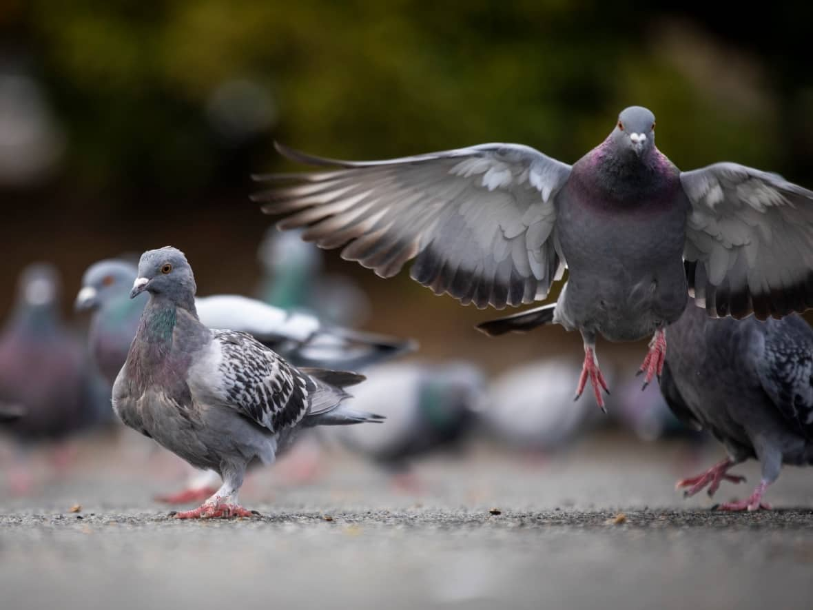 Pigeons are pictured in Surrey, B.C., on Jan. 5, 2023.  (Ben Nelms/CBC - image credit)