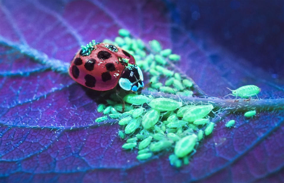 <p>Während die Spinne durch das fluoreszierende Licht an Furchtsamkeit verloren hat, gewinnt dieser harmlose Maikäfer etwas hinzu, denn die grell leuchtenden Augen sieht man in der Natur sonst nicht. </p>