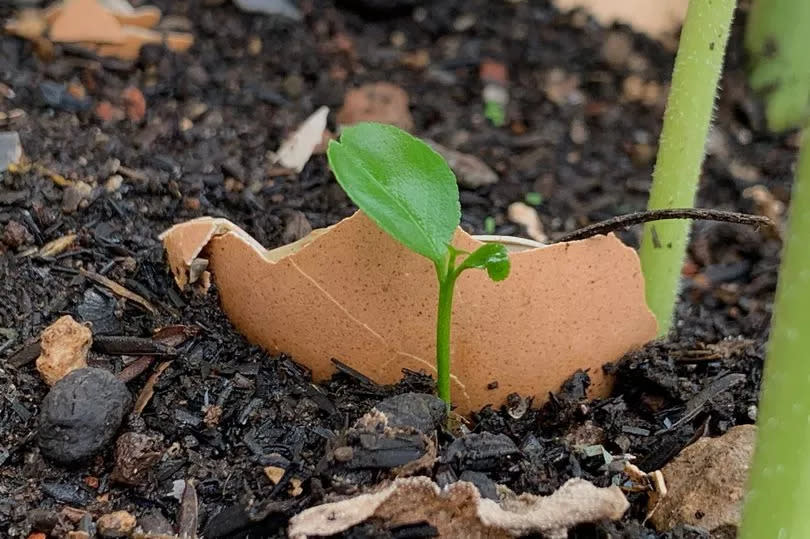 Eggs shells are an effective way to deter slugs from your garden