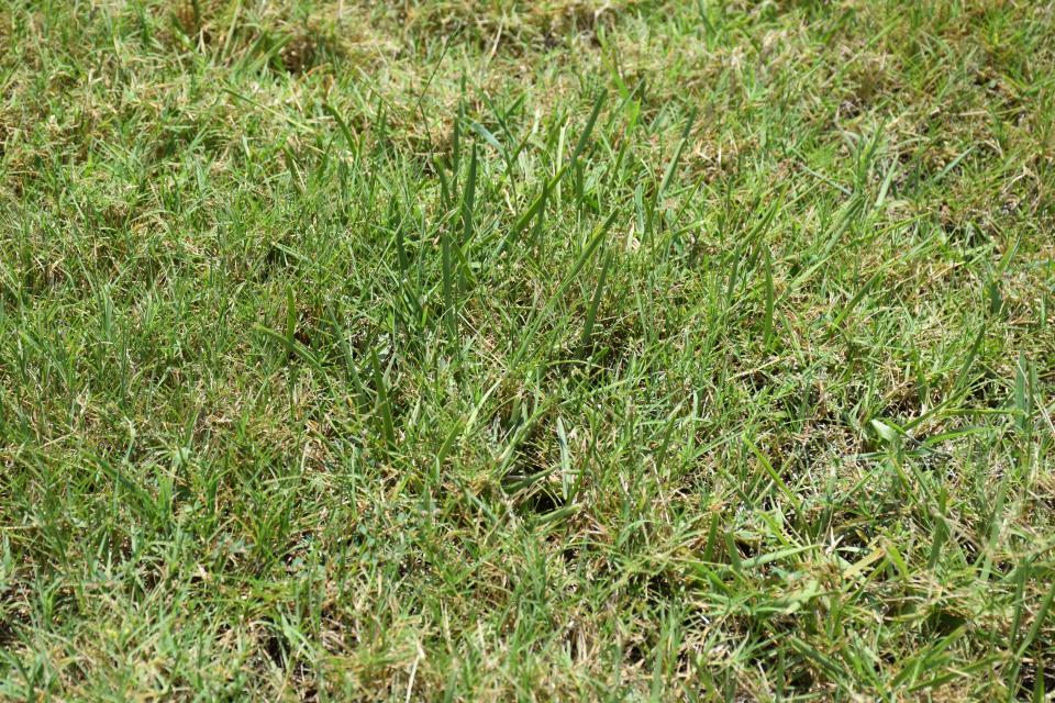 Bermudagrass in St. Augustine grass.