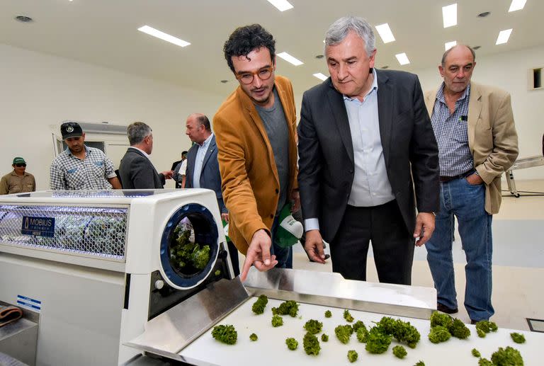 Gerardo Morales junto a su hijo Gastón en la cosecha de 35 ha de cannabis medicinal de producción pública