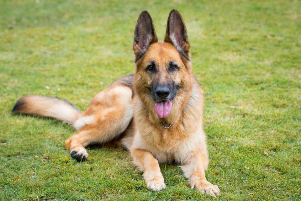 german shepherd resting on grass