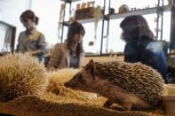 Hedgehogs sit in a glass enclosure at the Harry hedgehog cafe in Tokyo, Japan, April 5, 2016. REUTERS/Thomas Peter