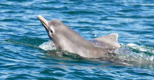 New dolphin species discovered off north Australia