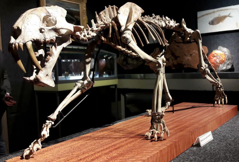 The skeleton of a saber-toothed tiger hoplophoneus primaveus is seen during an auction preview at Piguet Auction House in Geneva