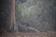 An orangutan is seen amid thin haze from forest fires at a Borneo Orangutan Survival Foundation (BOSF) pre-release site on Kaja Island, Central Kalimantan, Indonesia, Thursday, Sept. 19, 2019. Indonesia's fires are an annual problem that strains relations with neighboring countries. The smoke from the fires has blanketed parts of Indonesia, Singapore, Malaysia and southern Thailand in a noxious haze. (AP Photo/Fauzy Chaniago)