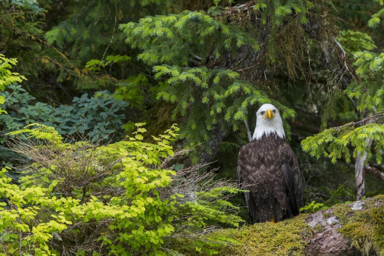 A bald eagle on Baranof Island in Alaska's Tongass National Forest. <a href="https://www.gettyimages.com/detail/news-photo/bald-eagle-is-sitting-on-a-moss-covered-tree-in-the-forest-news-photo/1176547464" rel="nofollow noopener" target="_blank" data-ylk="slk:Wolfgang Kaehler/LightRocket via Getty Images;elm:context_link;itc:0;sec:content-canvas" class="link ">Wolfgang Kaehler/LightRocket via Getty Images</a>