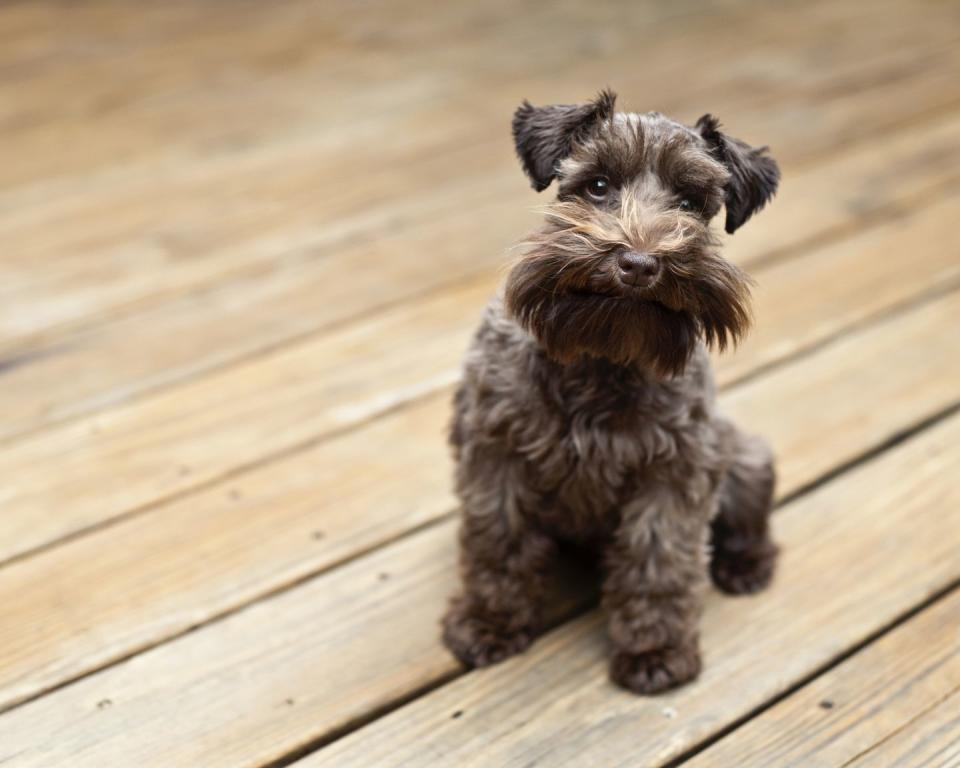 <p>Schnauzers were originally bred to work on German farms, and are now known as amazing companion dogs. Playful, protective, and easy to groom, they're energetic <a href="https://www.womansday.com/life/pet-care/g946/pet-gifts/" rel="nofollow noopener" target="_blank" data-ylk="slk:family dogs;elm:context_link;itc:0;sec:content-canvas" class="link ">family dogs</a> through and through. And while Dog Time rates them a 5/5 for wander potential, they score <a href="https://dogtime.com/dog-breeds/standard-schnauzer#/slide/1" rel="nofollow noopener" target="_blank" data-ylk="slk:an ideal 1/5 for shedding;elm:context_link;itc:0;sec:content-canvas" class="link ">an ideal 1/5 for shedding</a>.</p>