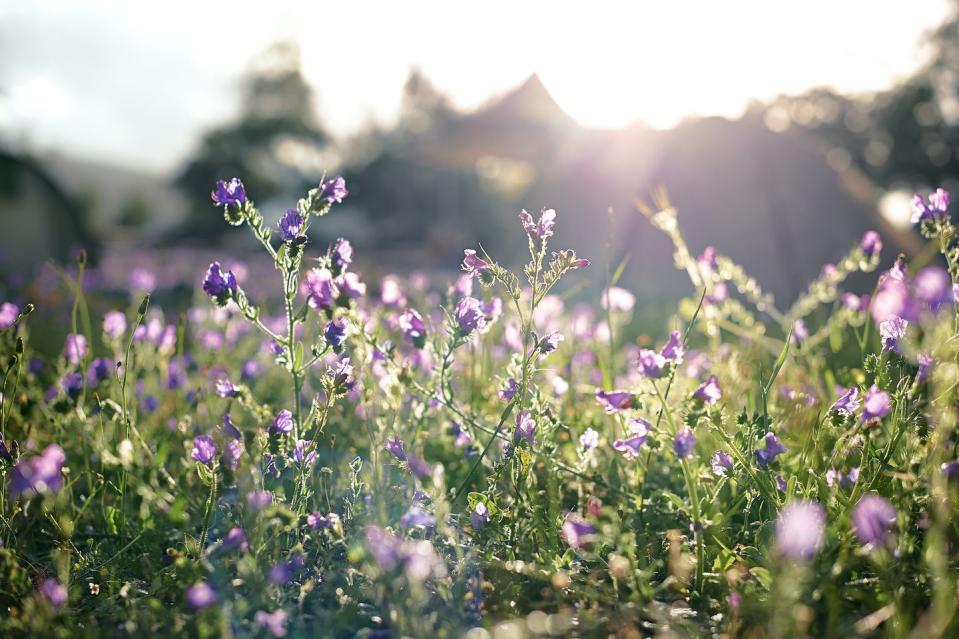 a field of purple flowers in the early morning light with tents in the background