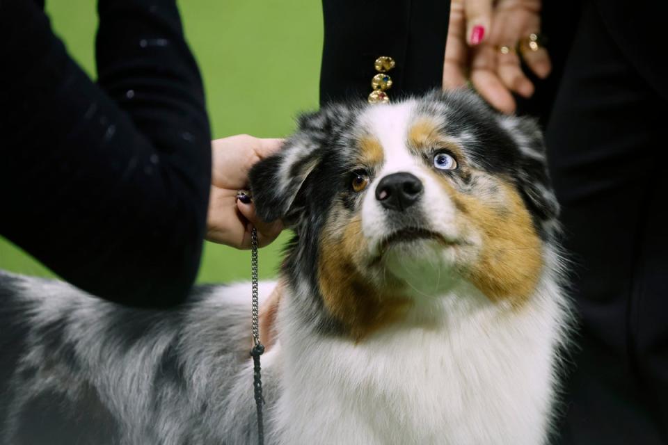 Westminster Kennel Club dog show all this year’s adorable winners