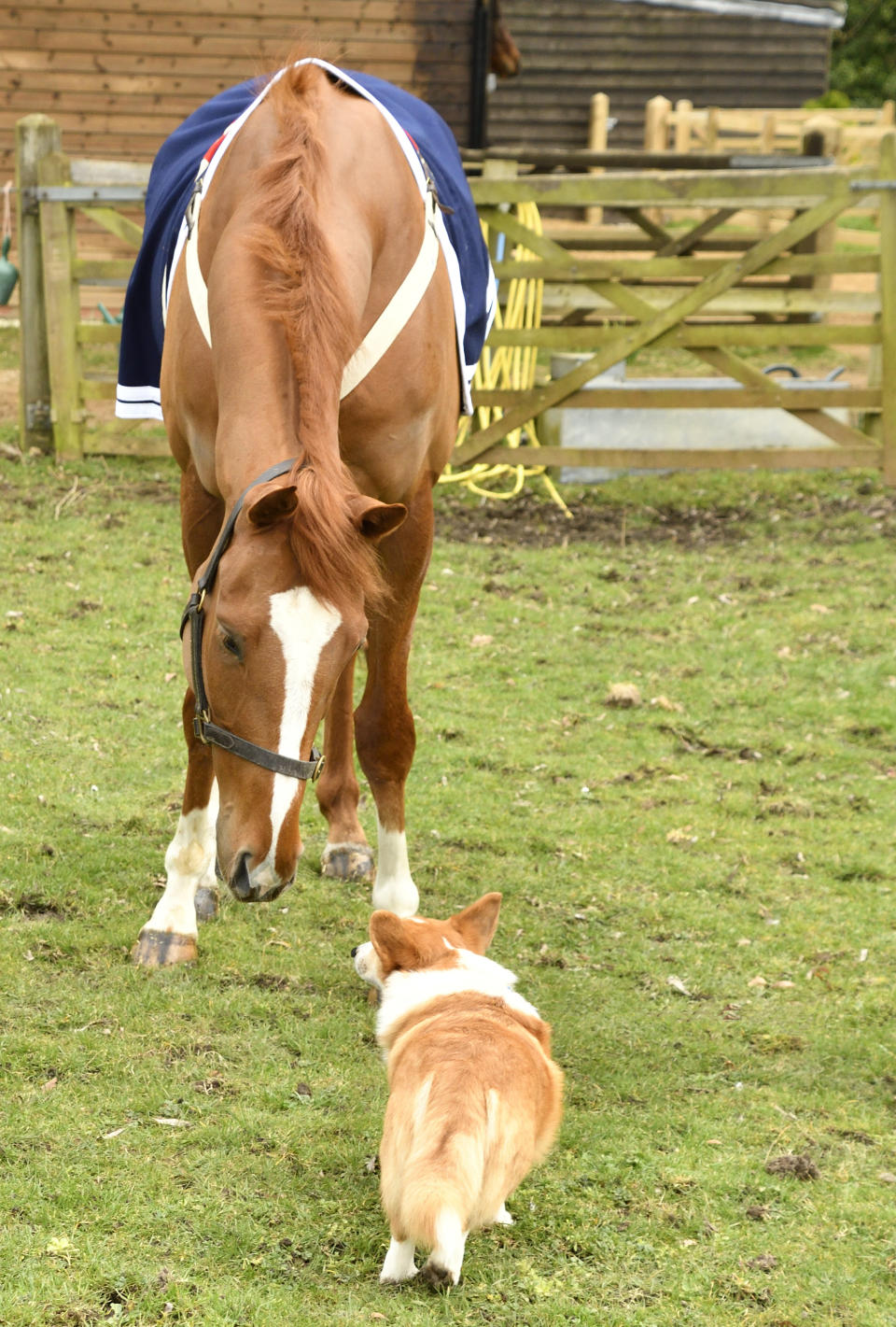 Thank You Ma’am the racehorse and Sam the Corgi meet in Berkshire (David Morgan/PA)