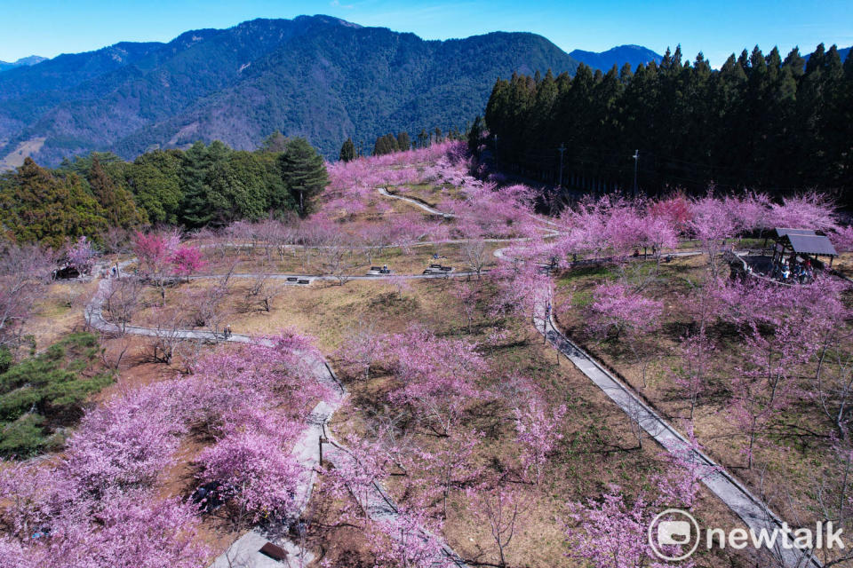 福壽山農場千櫻園種植六千多株櫻花，主要品種有：主要品種有緋寒櫻、昭和櫻、富士櫻、染井吉野櫻、大島櫻和御衣黃、鬱金櫻等不同品種的櫻花，花期從二月中到四月初，滿園櫻花相當美麗。   圖：張良一/攝