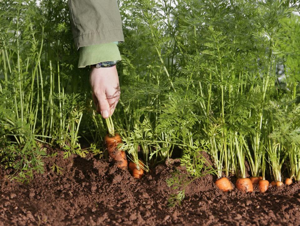 farm worker picking carrot