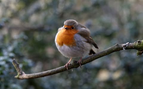 Prey for kitty? A robin in Britain. - Credit: PA