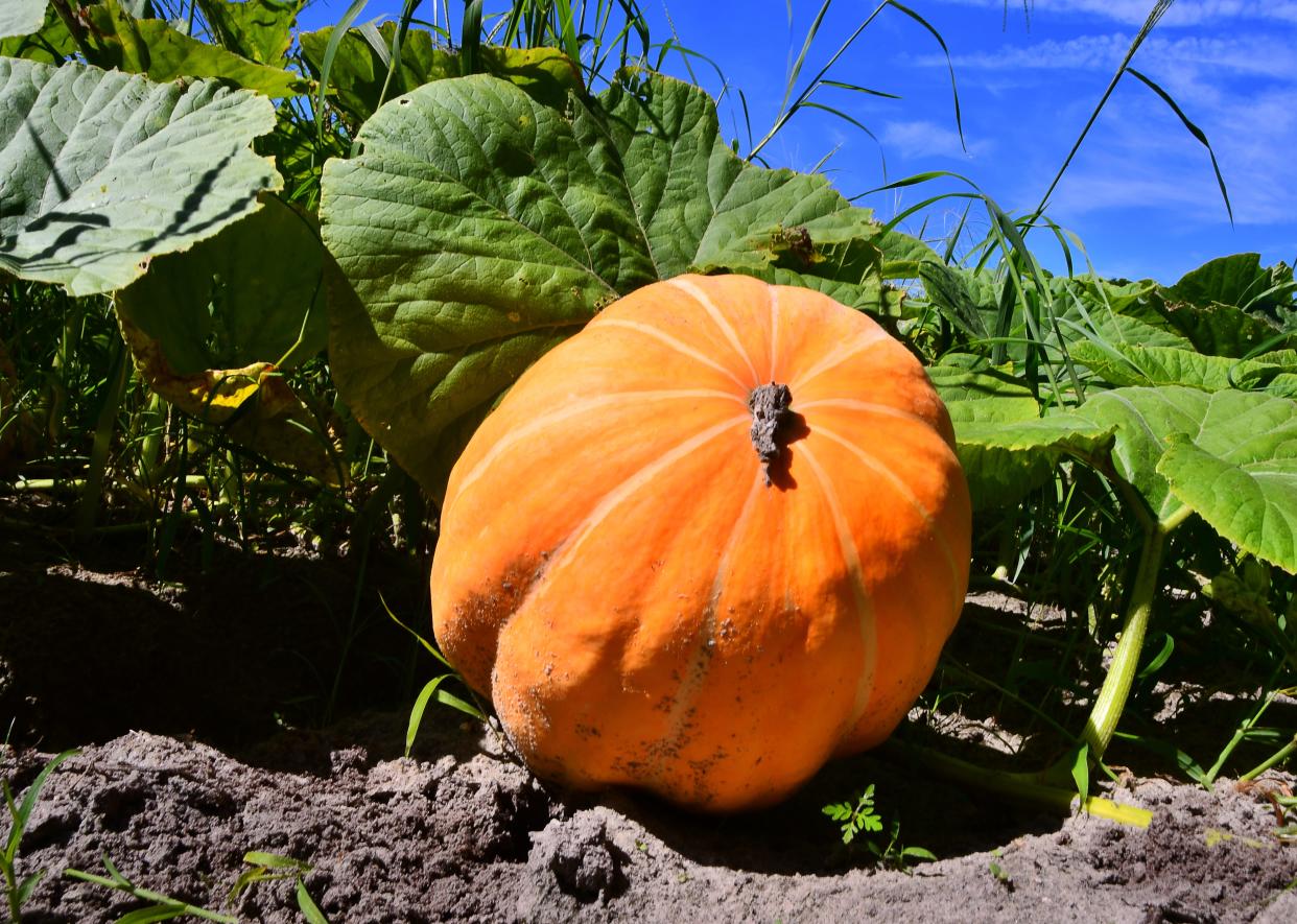 Here's how to get free seeds, grow pumpkin for San Angelo fall contest.