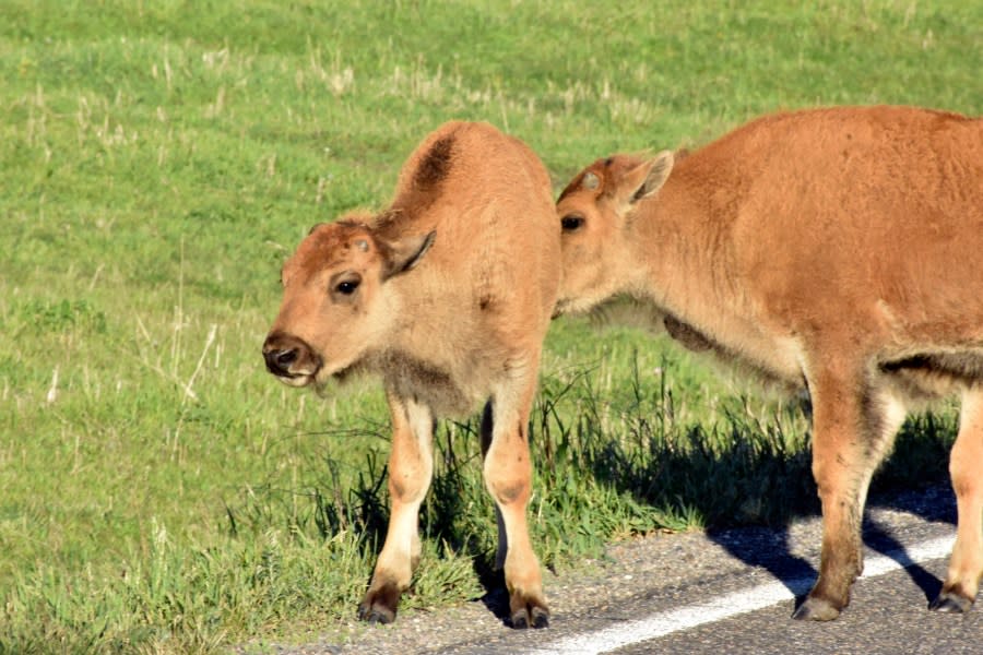 Two buffalo calves are seen at the edge of a road in Yellowstone National Park, Thursday, June 13, 2024, near Mammoth Hot Springs, Wyo. A rare white buffalo calf was seen in the park earlier this month. (AP Photo/Matthew Brown)