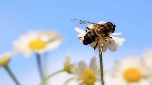 PHOTO: A stock photo of a bee. (STOCK PHOTO/Getty Images)