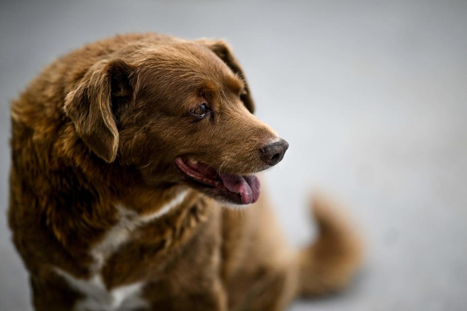 bobi-the-world-s-oldest-dog-turns-31-years-old