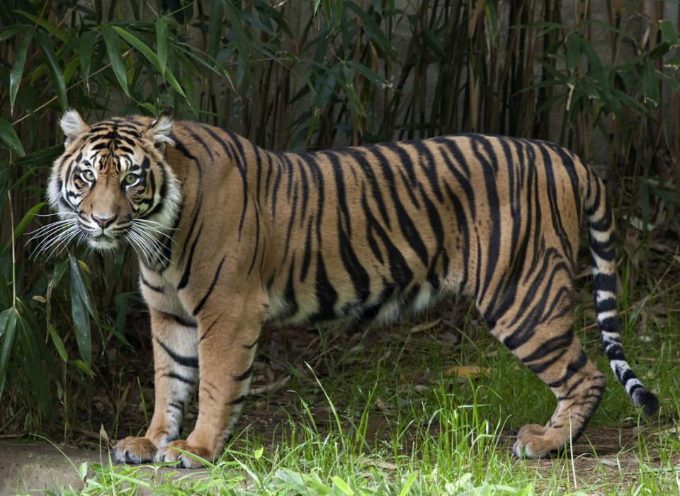 Lions and tigers at the Smithsonian's National Zoo have tested presumptive positive for the virus that causes COVID-19