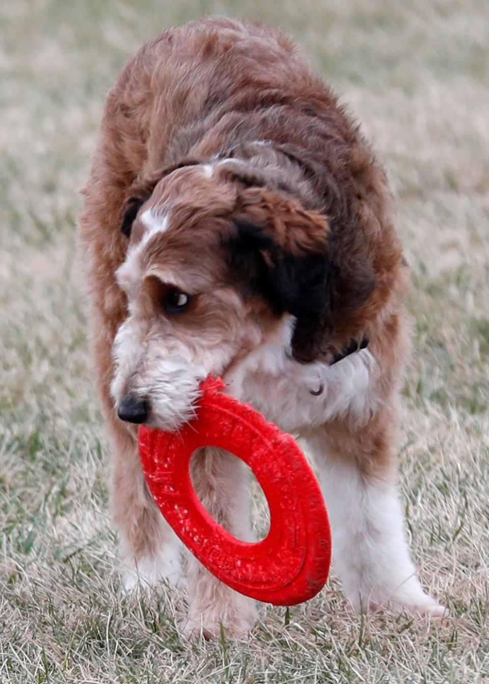 Dogs play in the new park during the ribbon cutting, Thursday, Dec. 8, 2022, at Cumberland Dog Park in West Lafayette, Ind. 