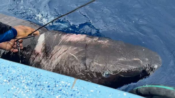 PHOTO: A Greenland shark, typically found in the Arctic, has been found thousands of miles south in Belize. (Devanshi Kasana/Florida International University. )