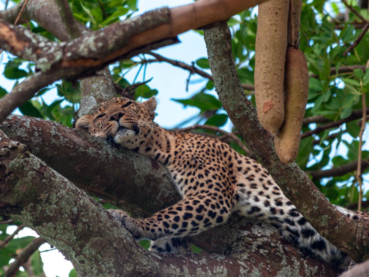 Wild leopard resting on a tree.