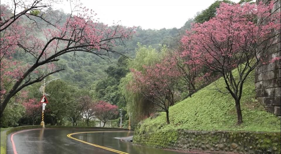 S型彎道上，沿線種植成排的台灣山櫻。   圖：新北市景觀處提供