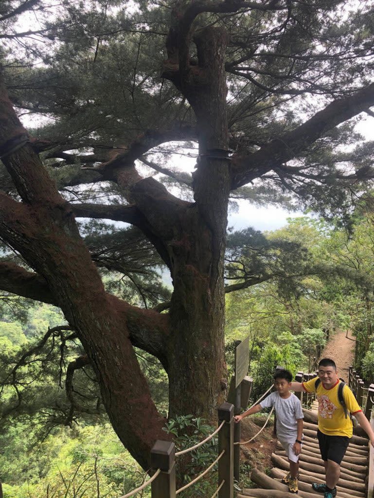 谷關千年五葉松神木倒塌，台中市大坑五號步道上也有多棵頗有歷史的五葉松巨木群，常吸引遊客拍照。（記者陳金龍翻攝）