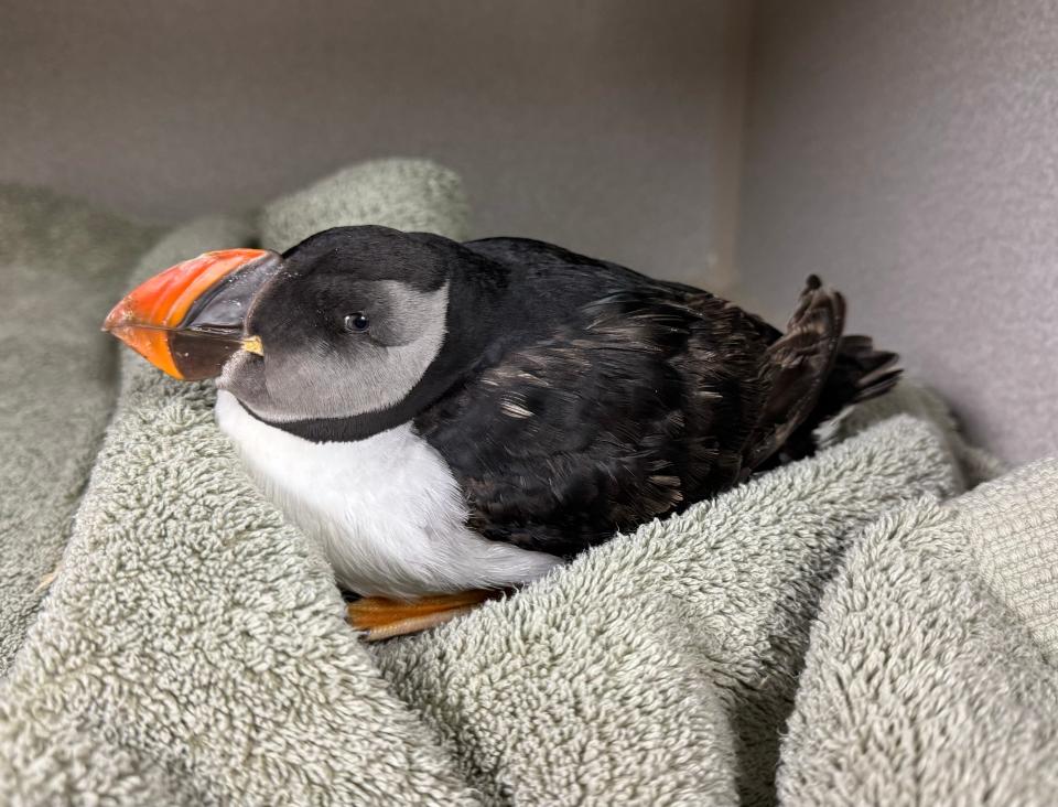 An Atlantic puffin was rescued from the beach in Ponce Inlet, Florida and treated at the Volusia County Marine Science Center's Mary Keller Seabird Rehabilitation Sanctuary, but did not survive its emaciated condition.