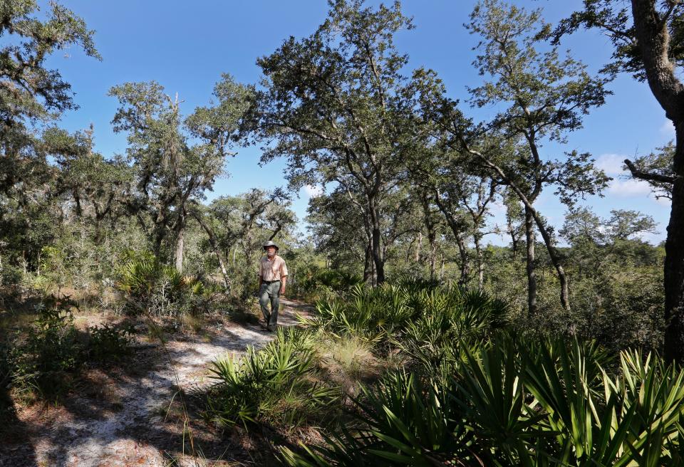 The nearly 5,000 acres of Tiger Creek Preserve near Babson Park contain a mixture of habitats, such as the scrubby flatwoods seen here. The Florida Fish and Wildlife Conservation Commission has added Tiger Creek Preserve to the Great Florida Wildlife and Birding Trail.