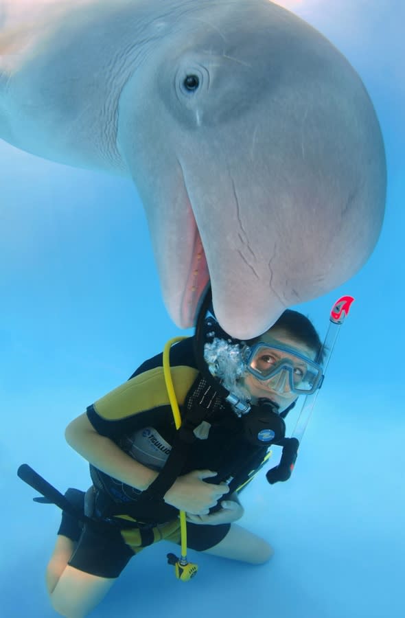 Beluga whales forever blowing bubbles as photographer captures family's  synchronised display - Mirror Online