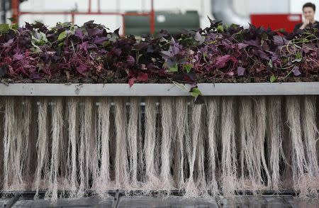 An employee prepares the exudation of plants roots at the Plant Advanced Technologies (PAT) company greenhouse in Laronxe near Nancy, Eastern France, June 19, 2015. REUTERS/Vincent Kessler