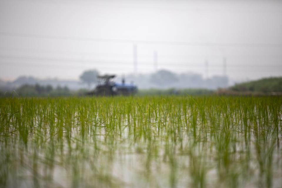 Rice saplings grow in a flooded paddy field in Karnal district, Haryana, India on Friday, June 26, 2020.  Photographer: Prashanth Vishwanathan/Bloomberg