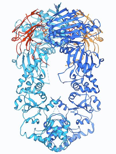 This figure shows the structure of Hsp90. <a href="https://www.gettyimages.com/detail/illustration/heat-shock-protein-90-chaperone-complex-royalty-free-illustration/185759601" rel="nofollow noopener" target="_blank" data-ylk="slk:Laguna Design/Science Photo Library via Getty Images;elm:context_link;itc:0;sec:content-canvas" class="link ">Laguna Design/Science Photo Library via Getty Images</a>