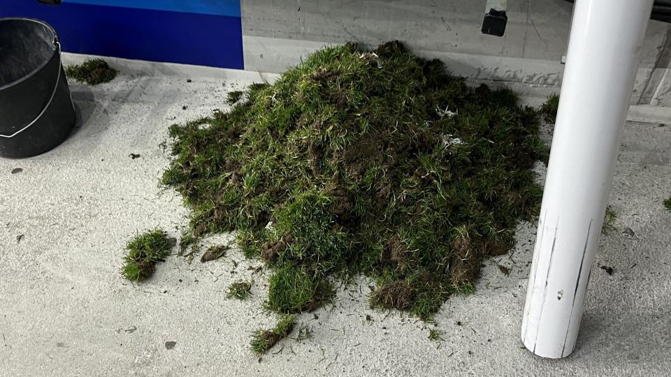 A pile of grass