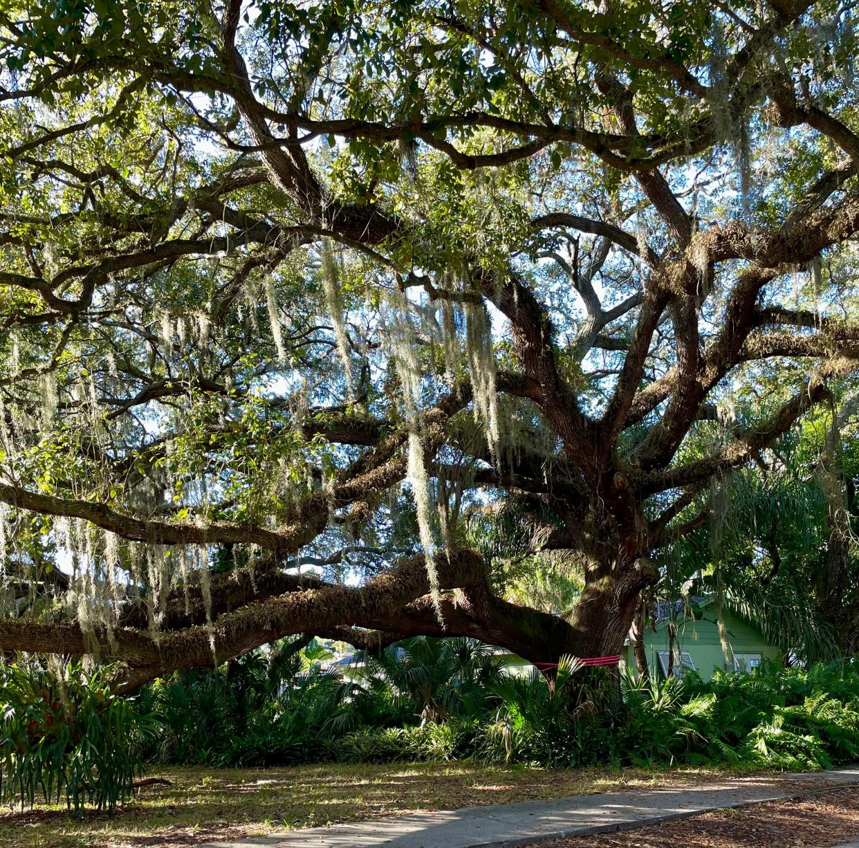 Pink Floyd, a tree in Sarasota's Arlington Park neighborhood, is more than 200 years old.