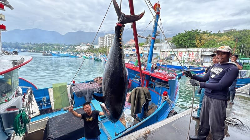 東海岸第一尾黑鮪魚進港 東海岸2024年第一尾黑鮪魚進港，魚身圓滾肉肥，船 長鄭正愛（左）指揮漁工小心翼翼從船艙將黑鮪魚吊 上岸。 中央社記者盧太城台東攝  113年4月19日 