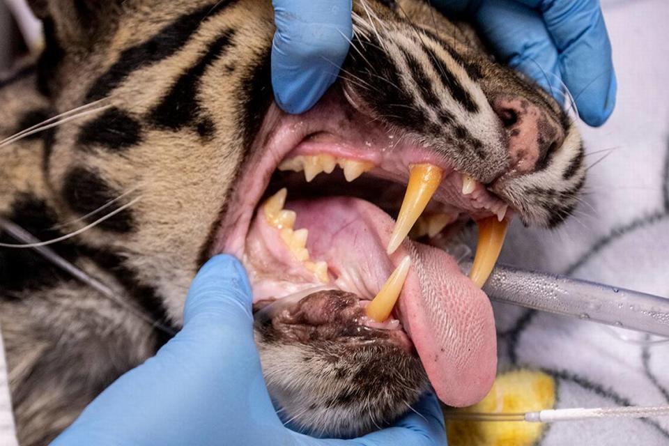 Durante los exámenes se observó tejido inflamatorio en la boca y la garganta del leopardo, peor en general se encuentra en buenas condiciones, dijeron los veterinarios de Zoo Miami.