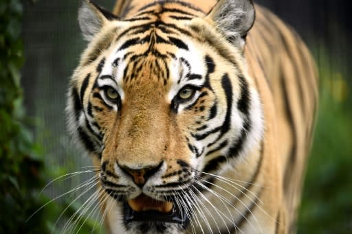 With an average of more than 120 illegally trafficked tigers seized each year since the year 2000, conservation group Traffic warns there was little sign of respite for the species