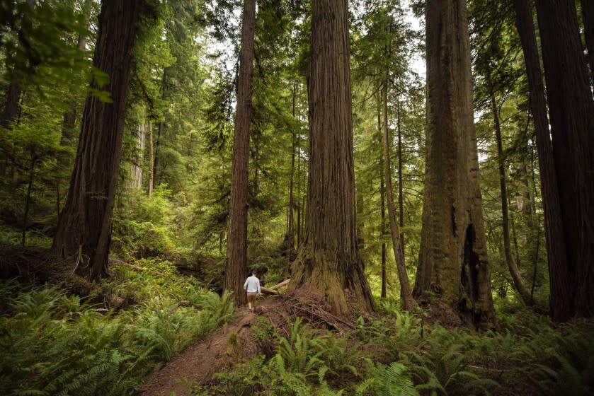 Tourist walking in the Redwood National Park, California, USA.