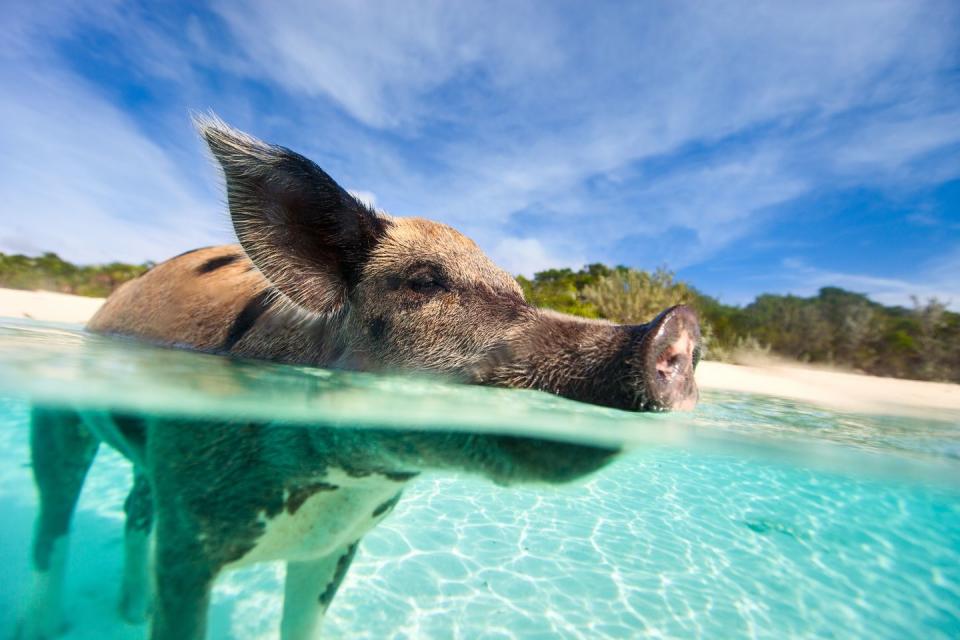 3) Pigs here like the beach as much as we do.