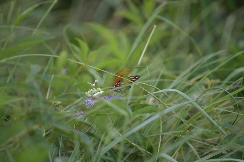 Butterflies flourish amid the flowers atop the Great Temple Mound in Ocmulgee Mounds National Historical Park in Macon, Ga., on Aug. 22, 2022. (AP Photo/Sharon Johnson)