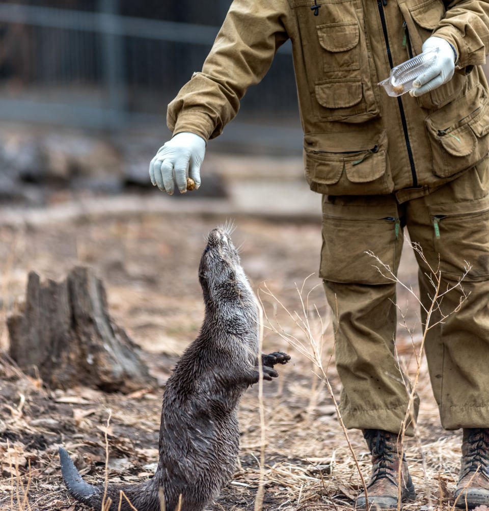 A zookeeper giving food to an animal outside