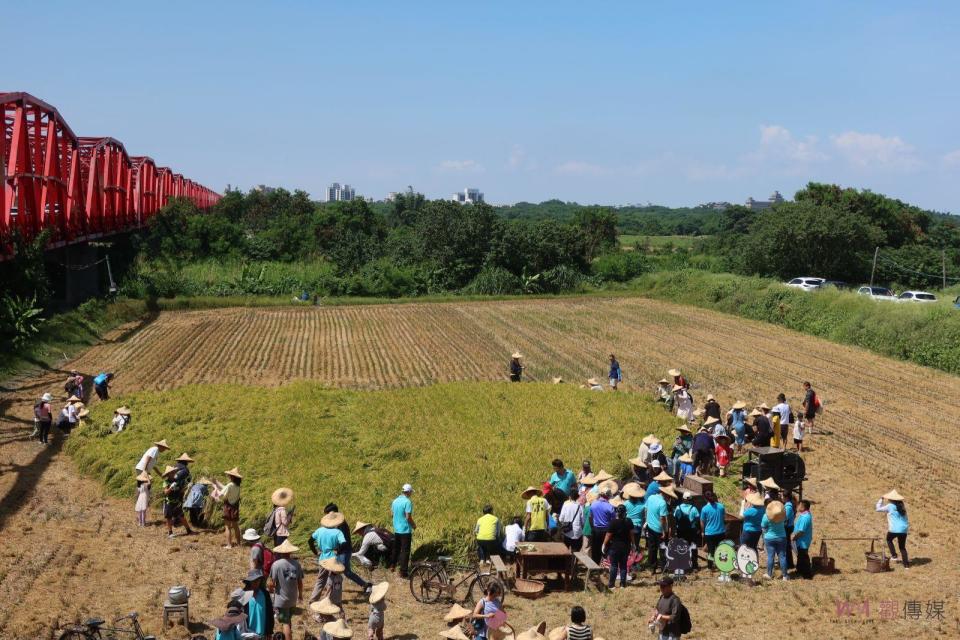 ▲溪州鄉公所與溪州農會在西螺大橋北岸溪州端橋下舉辦「虹橋愛心‧割稻趣」活動，留下愛心稻田讓民眾體驗傳統收割樂趣。（記者陳雅芳攝）