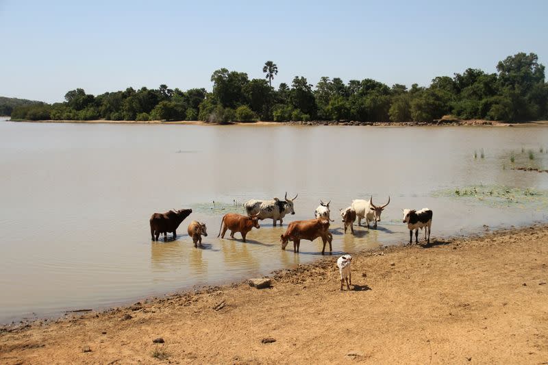 FOTO DE ARCHIVO: El ganado bebe agua del lago Wegnia, en la región del Sahel de Koulikoro, Malí, el 23 de noviembre de 2019