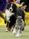 <p>A standard schnauzer takes another lap around the ring during the working group competition at the 141st Westminster Kennel Club Dog Show, Tuesday, Feb. 14, 2017, in New York. (AP Photo/Julie Jacobson) </p>