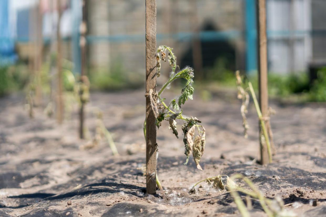 <a href="https://www.shutterstock.com/es/image-photo/dry-plants-drought-garden-dried-bush-1105902254" rel="nofollow noopener" target="_blank" data-ylk="slk:Petrychenko Anton / Shutterstock;elm:context_link;itc:0;sec:content-canvas" class="link ">Petrychenko Anton / Shutterstock</a>