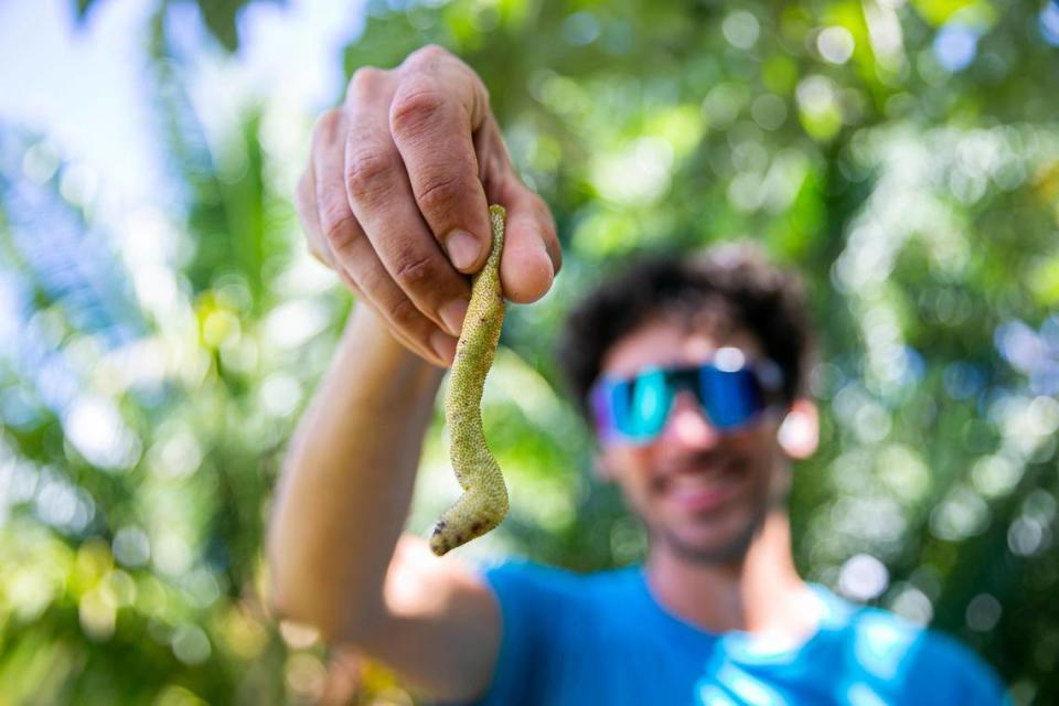 Rane Roatta, de 29 años, fundador de Miami Fruit, sostiene una cecropia, o fruta de gusano de goma, en su granja de Homestead.